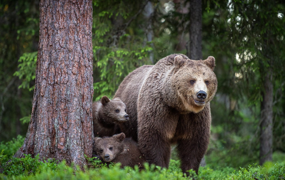 Tourist Phobic Bears